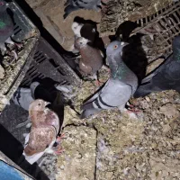 سبز مسافتی دانه ای۳۰۰