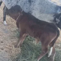 فقط معاوضه با گاو تازه زا شیری|حیوانات مزرعه|جازموریان, |دیوار