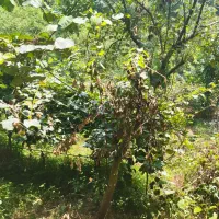 باغ کیوی با ۷۰ درخت ۵ساله|فروش زمین و ملک کلنگی|چوبر, |دیوار