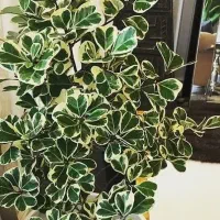 انواع گل و گیاه|گل و گیاه طبیعی|قم, چهل اختران|دیوار