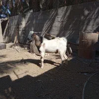 بز نر نجدی ب افغانی|حیوانات مزرعه|شادگان, |دیوار