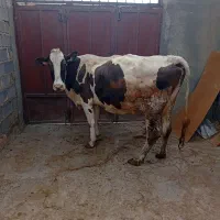 گاو گوشتی
