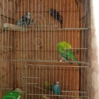 مرغ عشق با قفس