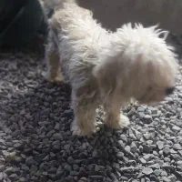 شیتزو نر ماده|سگ|قم, نوبهار|دیوار