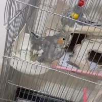 عروس هلندی یه جفت