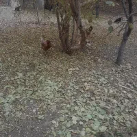 مرغ وفریک های امسال ۴تا سالم|حیوانات مزرعه|محمدیه-قزوین, |دیوار