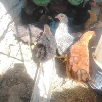 پرندگان