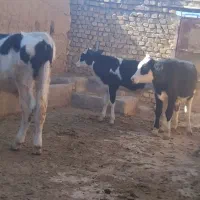 گوساله سیمینتال دشتی|حیوانات مزرعه|رامند, |دیوار