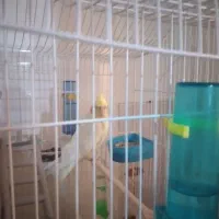 جفت عروس هلندی  با هوش سرحال هستند|پرنده|سمنان, |دیوار