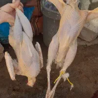 بوقلمون محلی