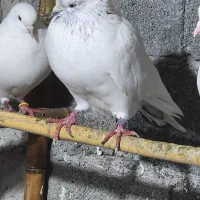 کبوتر نر پروازی|پرنده|املش, |دیوار