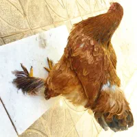 فروش دو عدد مرغ برهما تخم گذار و گوشتی