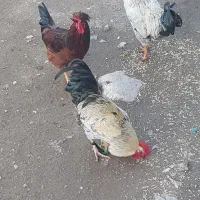 خروس گوشتی نیمچه امسال سرحال ماکو|حیوانات مزرعه|ماکو, |دیوار