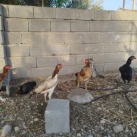 تخم مرغ لاری اوشامو|حیوانات مزرعه|تخت, |دیوار