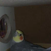 عروس هلندی|پرنده|ایرانشهر, |دیوار