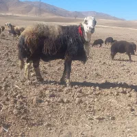 قوچ ـ