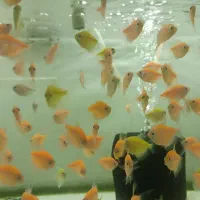 ماهی کالر زبرا دیسکس انجل