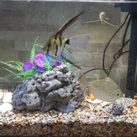 آکواریوم|ماهی|رشت, باهنر|دیوار