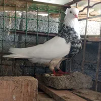 کبوتر طوقی|پرنده|شیراز, ترمینال باربری|دیوار