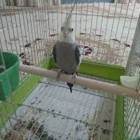 انواع پرنده ها