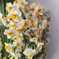 گل نرگس شیراز|گل و گیاه طبیعی|شیراز, ترمینال باربری|دیوار