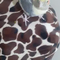 عروس هلندی ماده.باهوش.گاز نمیگیره|پرنده|خمین, |دیوار