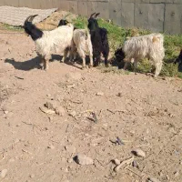 بزغاله سالم سرحال ۵ تا ۳۰ میلیون|حیوانات مزرعه|کرج, کمال‌شهر|دیوار