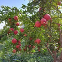نهال انار گلدانی|گل و گیاه طبیعی|قم, خاکفرج|دیوار