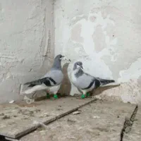 کبوتر کفتر طوقی و امری سبز|پرنده|کاشمر, |دیوار