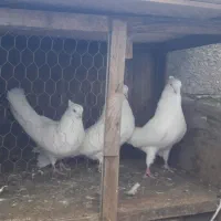 فروش کبوتر مسافتی یا المانی|پرنده|چمستان, |دیوار