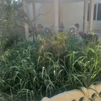 اجاره روزانه ویلا|اجارهٔ کوتاه‌مدت ویلا و باغ|باغستان, |دیوار