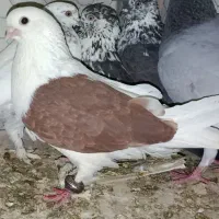 کبوتر رو بالی