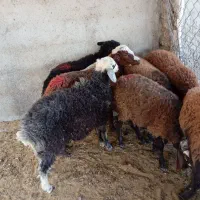گسفند زنده ،بره، با کیفیت