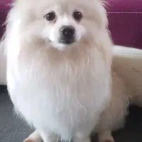 سگ.