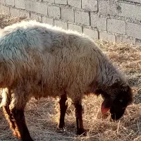 قوچ هترو