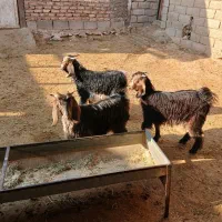 بزغاله‌چاق|حیوانات مزرعه|مهران (ایلام), |دیوار