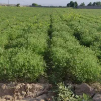 خرید و فروش زیره سبز کرابیه|خوردنی و آشامیدنی|مشهد, نوید|دیوار