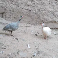مرغ شاخدار|حیوانات مزرعه|اهواز, بهارستان|دیوار