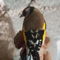 سهره نر|پرنده|سرپل ذهاب, |دیوار