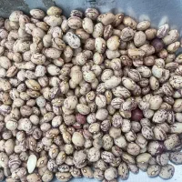لوبیا چیتی اعلا اعلا