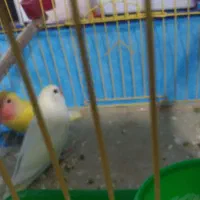 طوطی کوتوله|پرنده|نهاوند, |دیوار