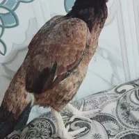 فروش ومعاویز با ماکیان میانوالی