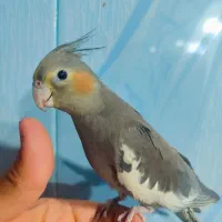 عروس هلندی