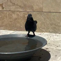 طوقی|پرنده|اردبیل, |دیوار