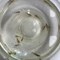 میگو ( شریمپ )