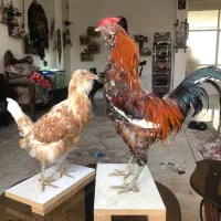 مجسمه طبیعی|مجسمه، تندیس، ماکت|اصفهان, جلفا|دیوار
