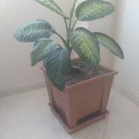 گل دیفن باخیا با گلدان بزرگ