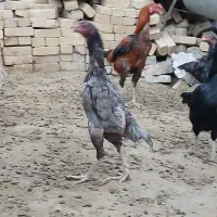 لاری
