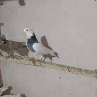 کفتر طوقی اصیل