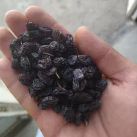 مویز ترکمن 4